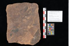 Foto (Objekt + Etikett) von Quercus palaeoilex Ettingshausen (NHMW-GEO-2024-0188-0822)